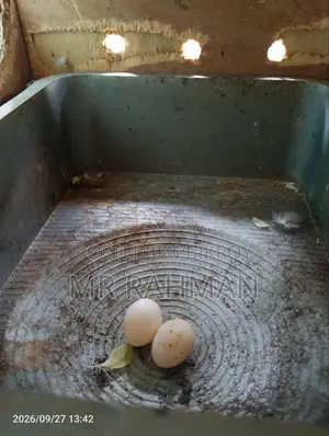 Cockatiel Bird With Egg
