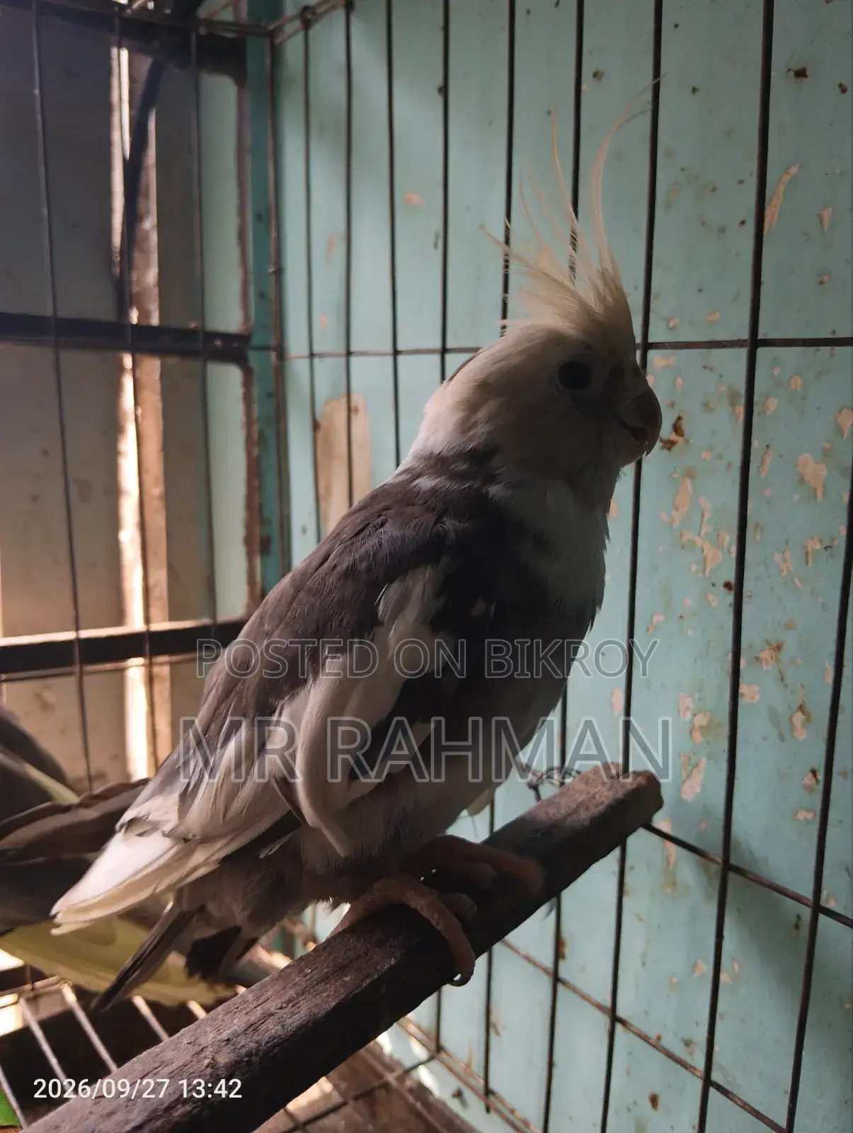 Cockatiel Bird With Egg