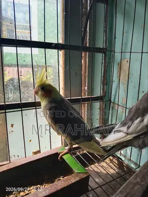 Cockatiel Bird With Egg