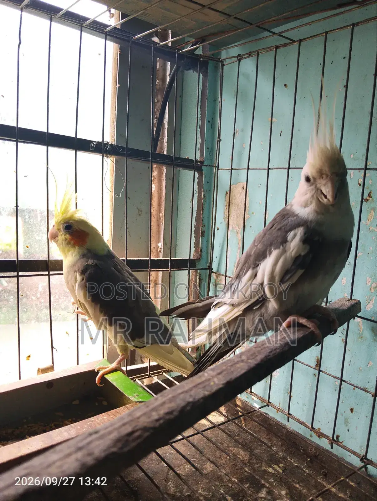 Cockatiel Bird With Egg