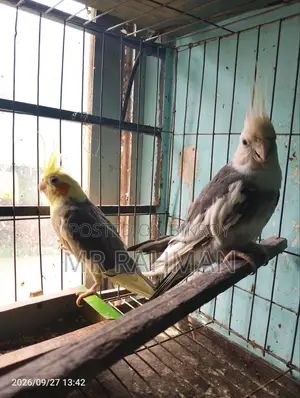 Cockatiel Bird With Egg