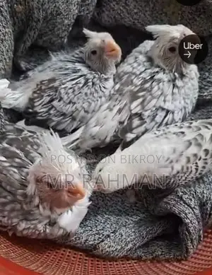Cockatiel Bird With Egg