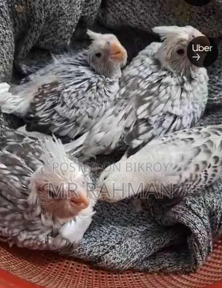 Cockatiel Bird With Egg