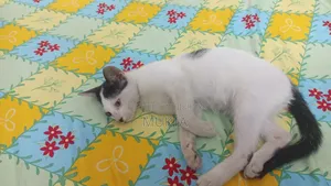 3-6 months Male Mixed Breed Bengal