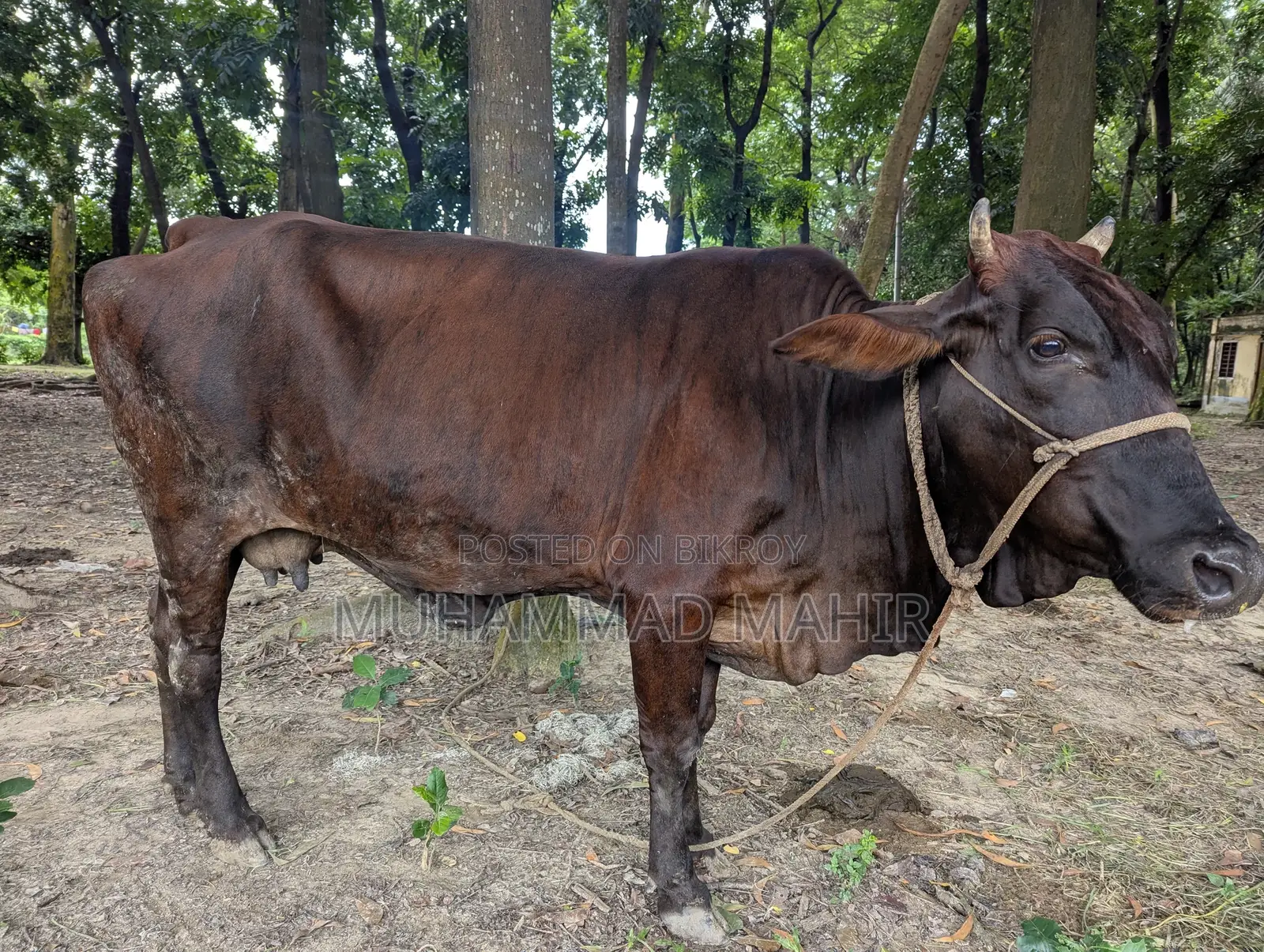 দেশি গরু বিক্রয় করা হবে।