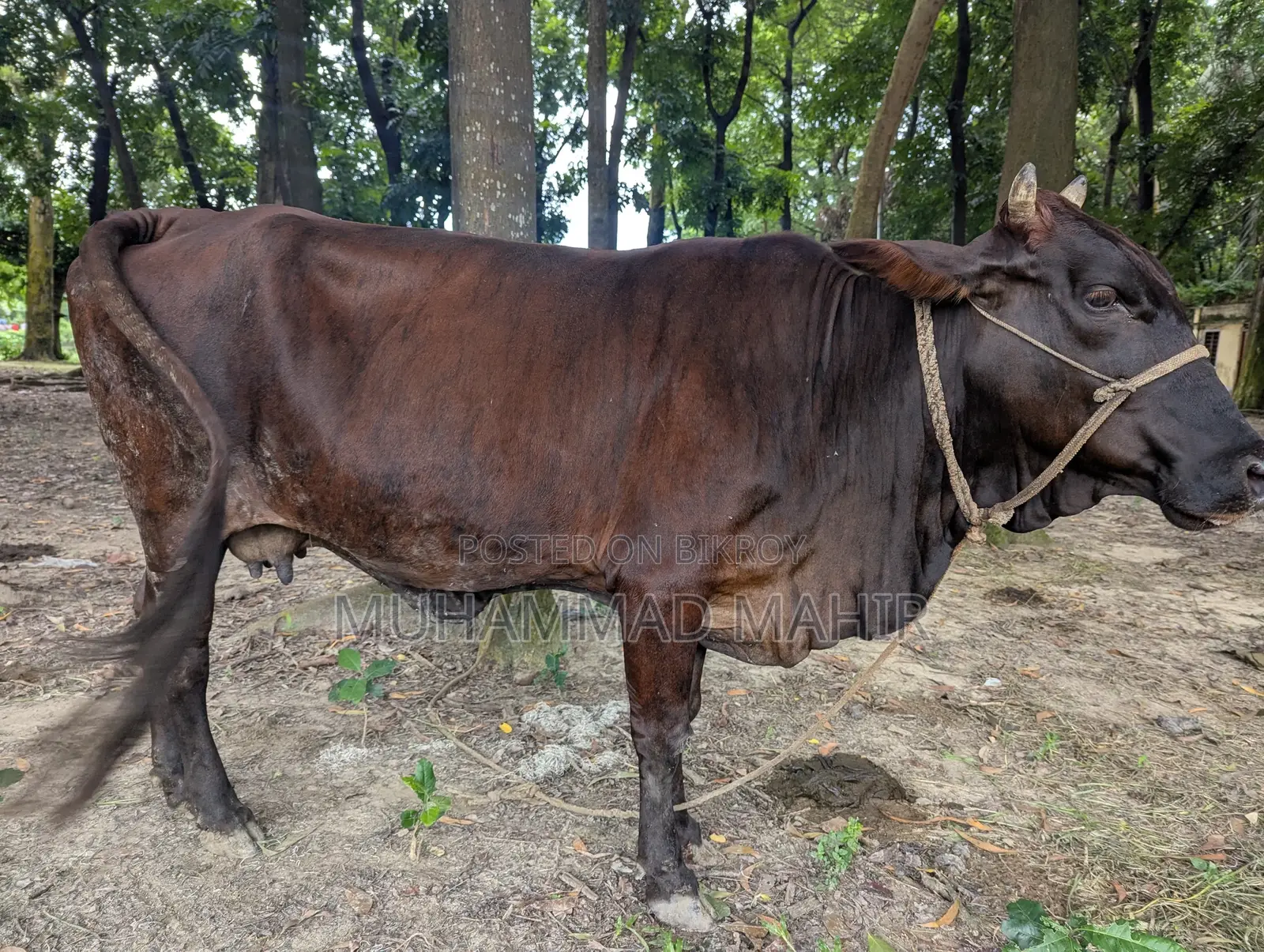দেশি গরু বিক্রয় করা হবে।