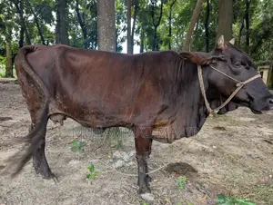 দেশি গরু বিক্রয় করা হবে।