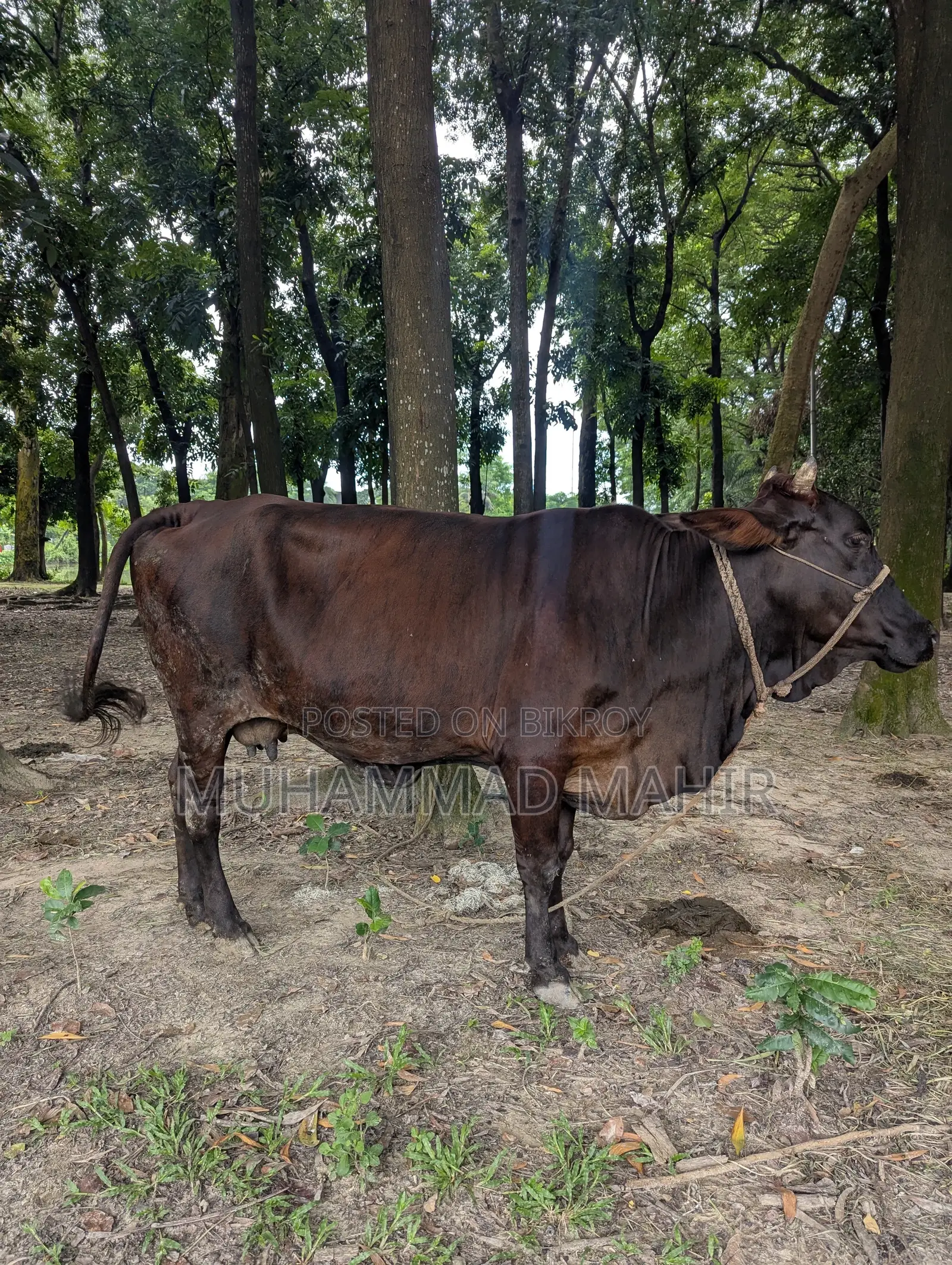 দেশি গরু বিক্রয় করা হবে।