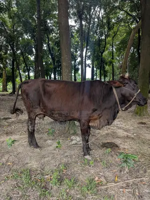 দেশি গরু বিক্রয় করা হবে।