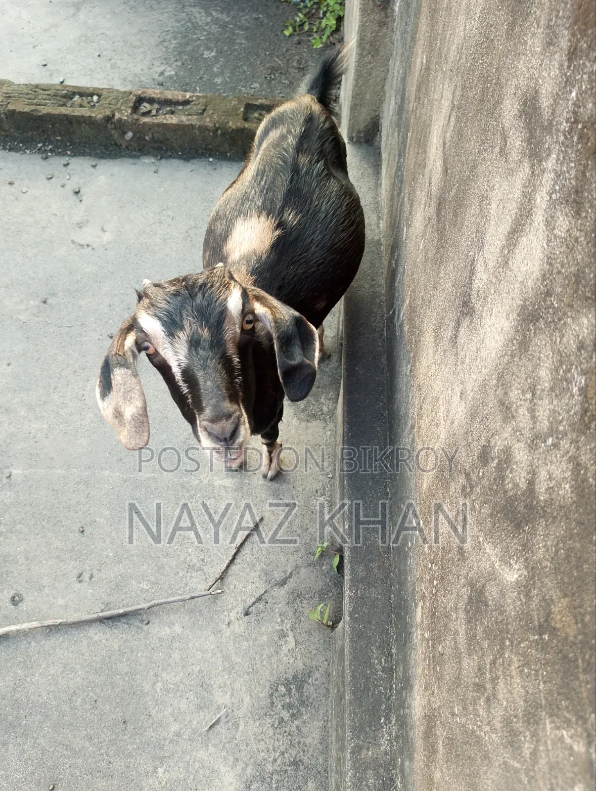 Cross crossbred goat looks very beautiful