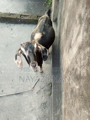 Cross crossbred goat looks very beautiful