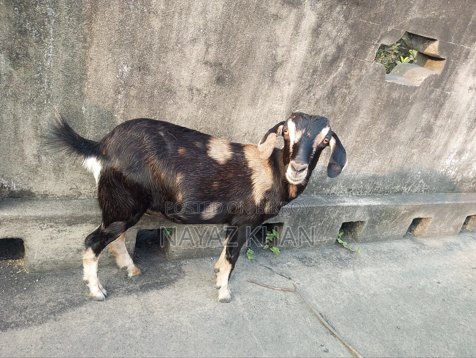 Cross crossbred goat looks very beautiful