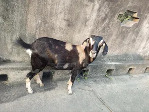Cross crossbred goat looks very beautiful