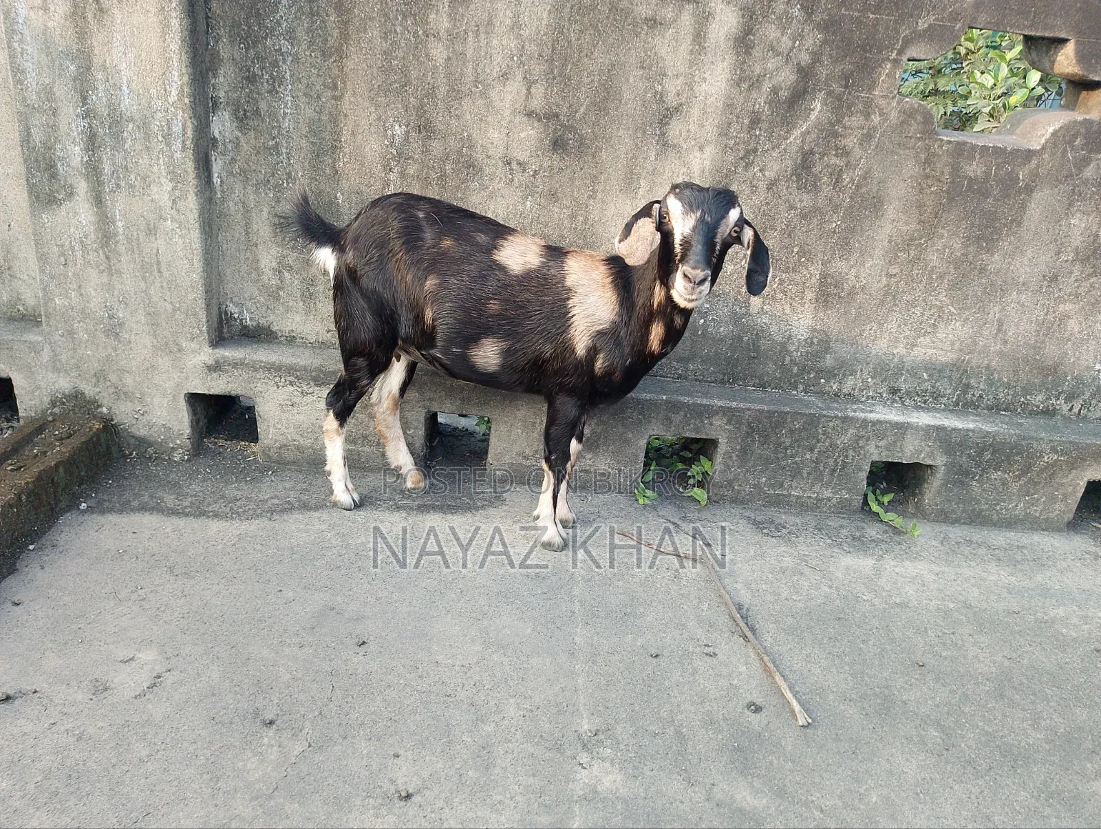 Cross crossbred goat looks very beautiful