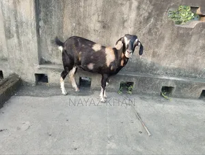 Cross crossbred goat looks very beautiful