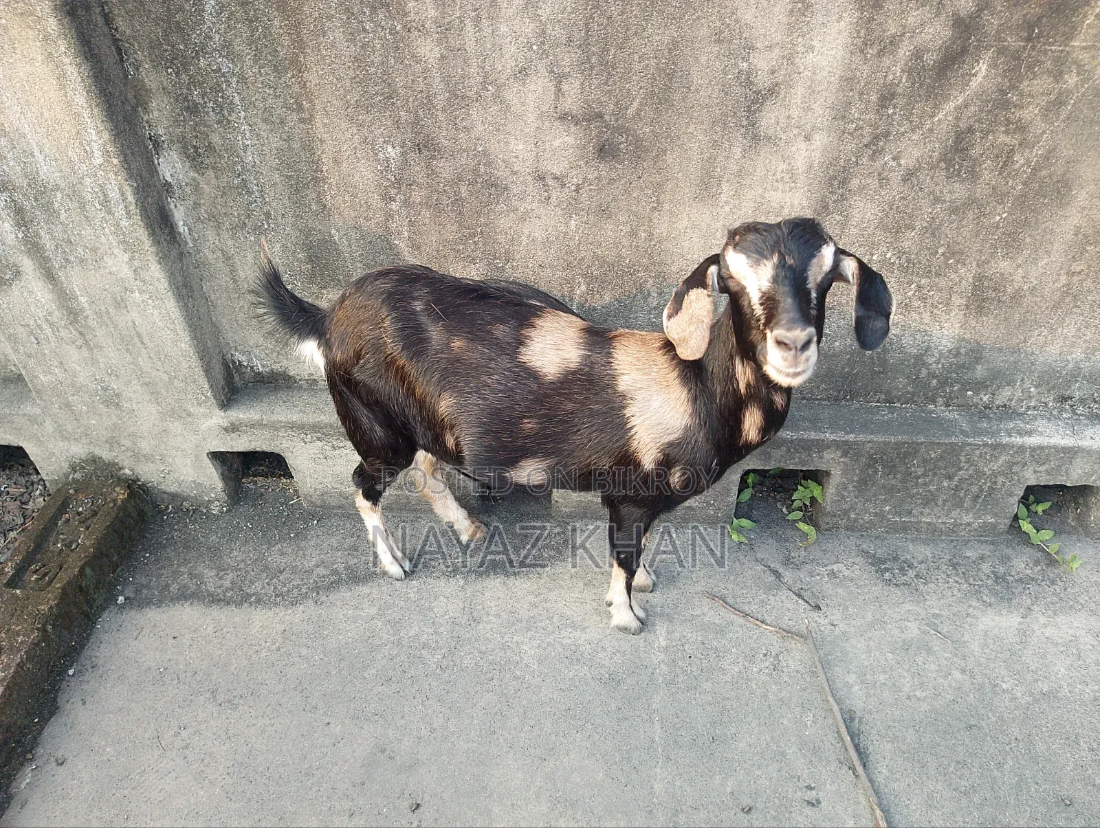 Cross crossbred goat looks very beautiful