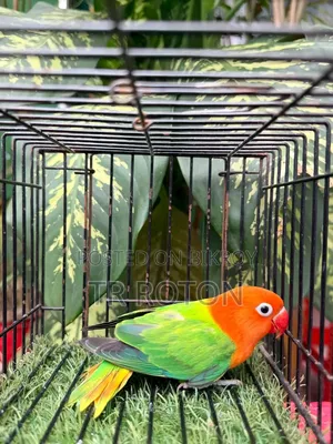 Green Opaline Spirit B1