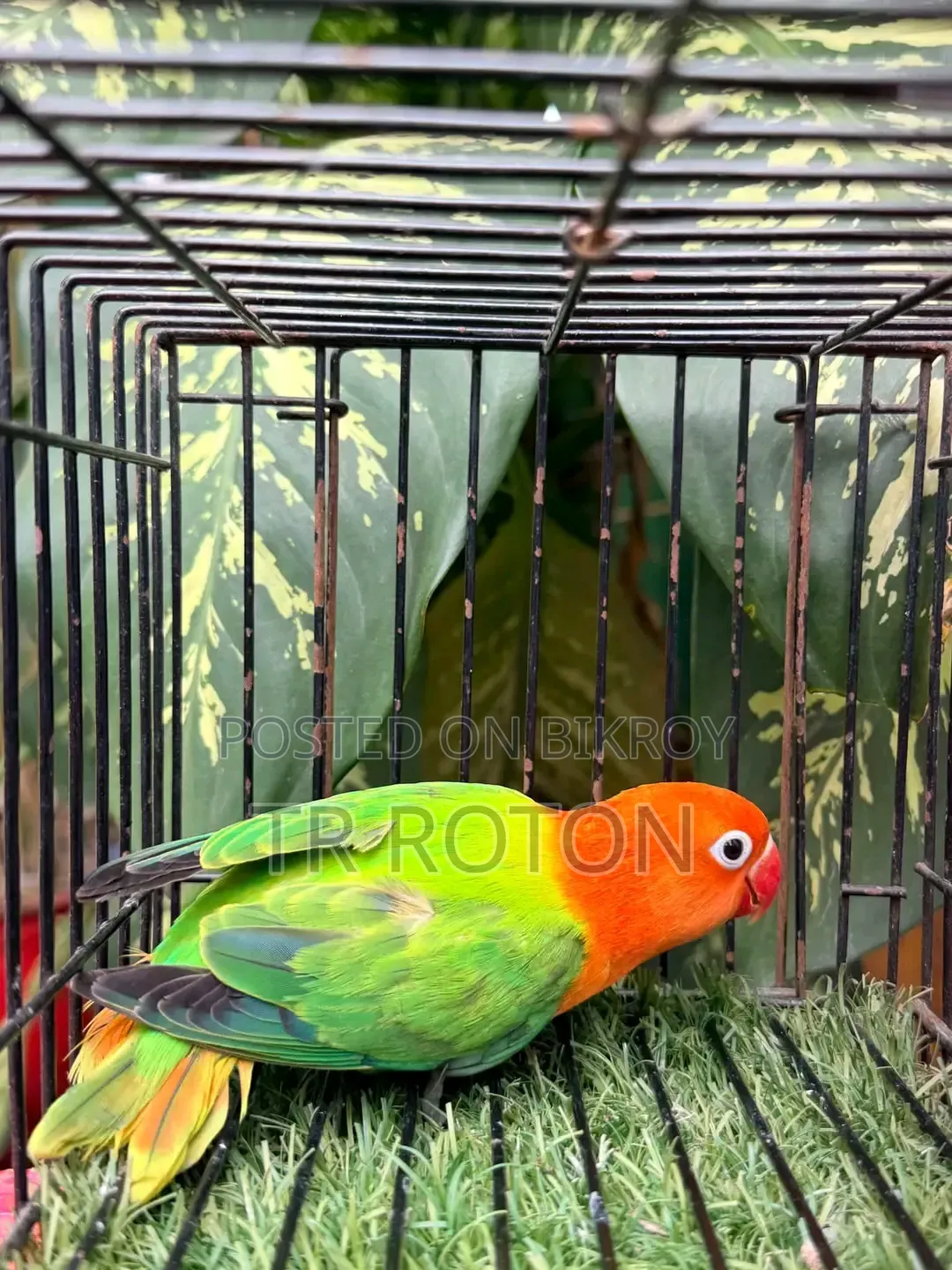 Green Opaline Spirit B1