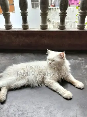 1+ year Male Purebred Persian
