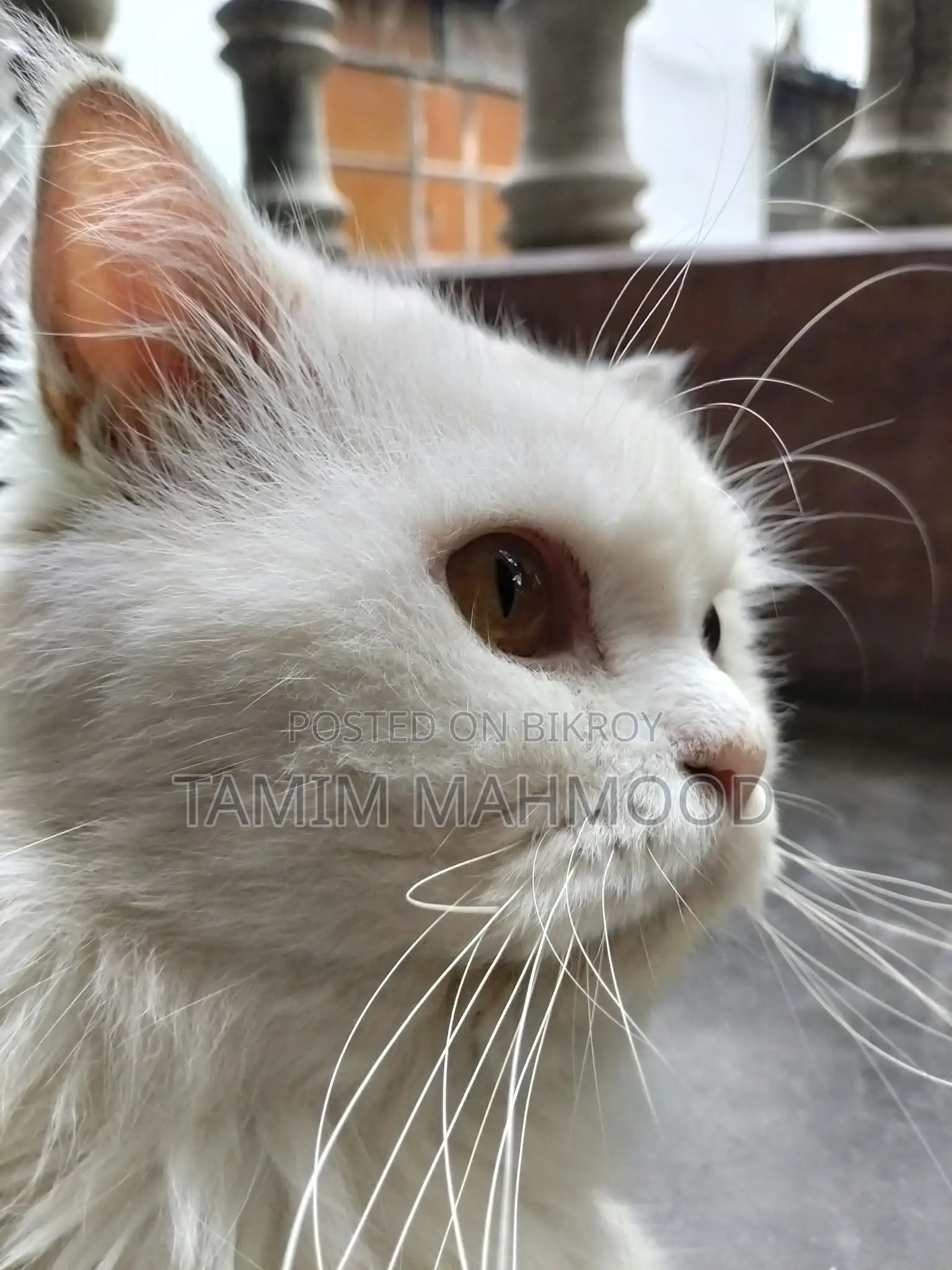 1+ year Male Purebred Persian