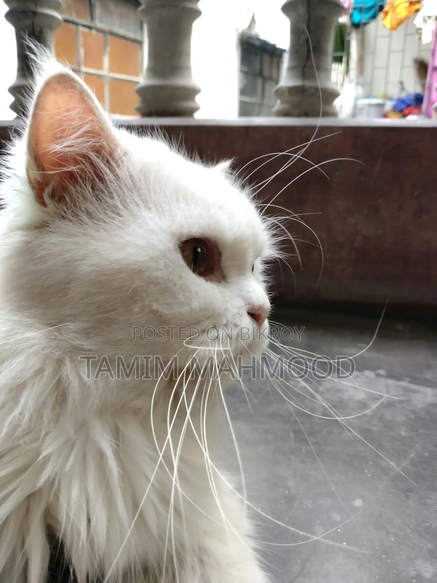 1+ year Male Purebred Persian