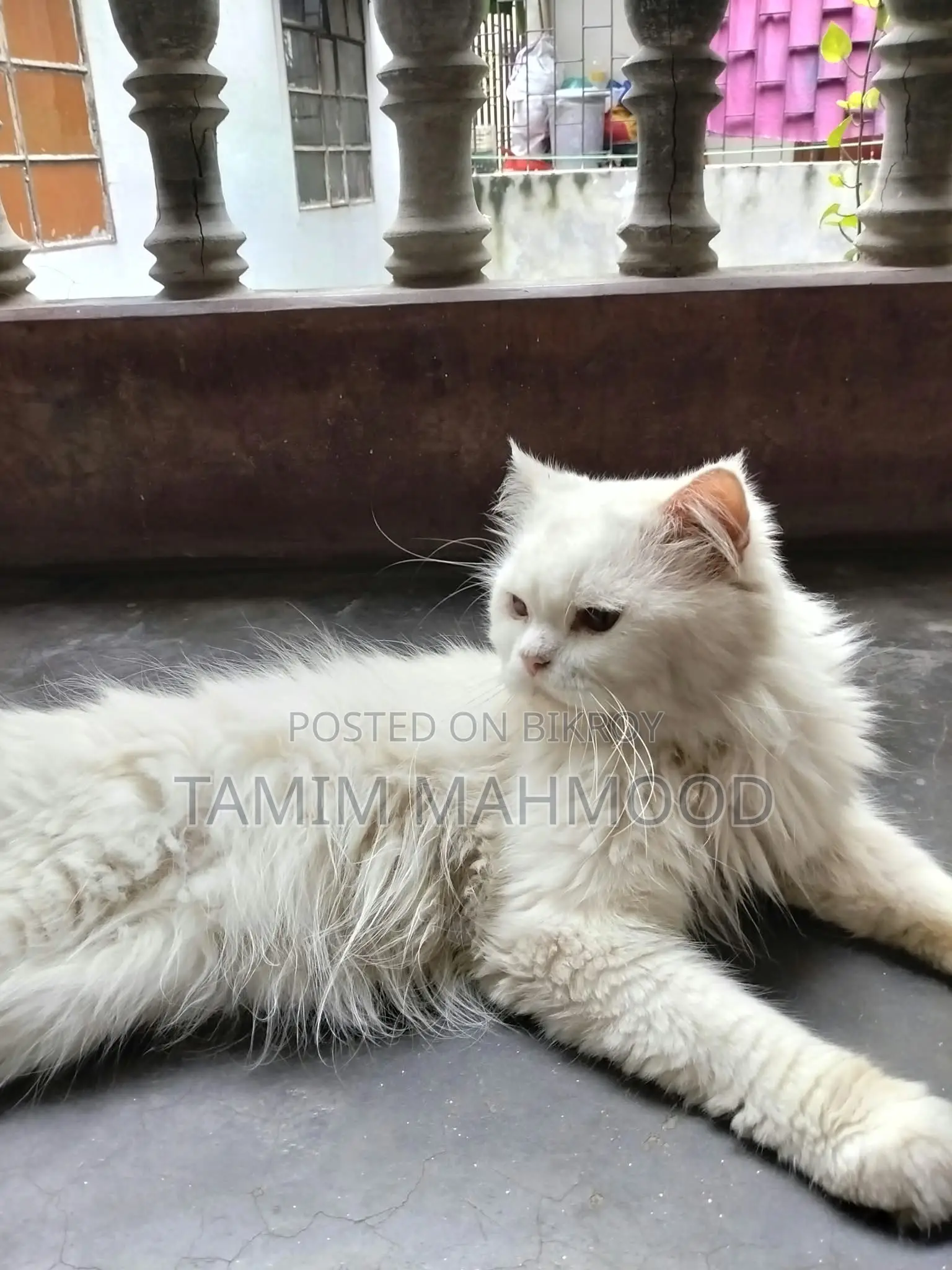 1+ year Male Purebred Persian