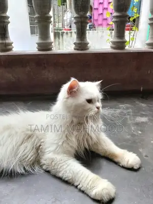 1+ year Male Purebred Persian