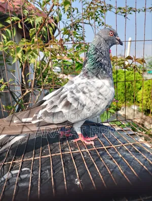 নর কবুতর নতুন দর্শকের