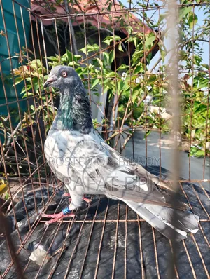 নর কবুতর নতুন দর্শকের