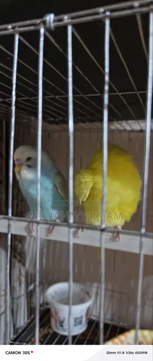 বাজরিগার ২০২৬