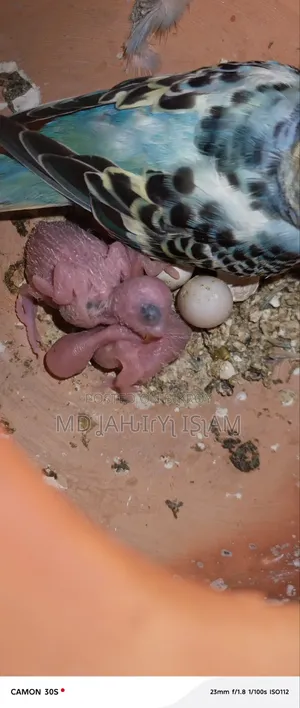 বাজরিগার ২০২৬