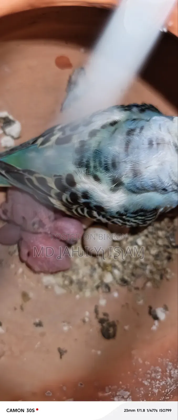 বাজরিগার ২০২৬