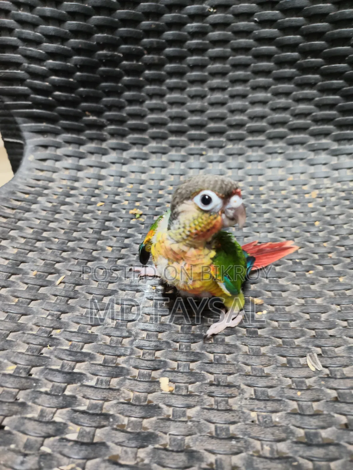 Green Cheek Conure Baby I Have to Come My Location to Get Bird.