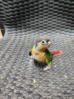 Green Cheek Conure Baby I Have to Come My Location to Get Bird.