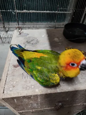 Sun Conure Baby Bird