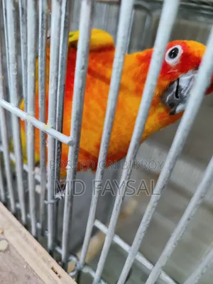 Sun Conure Bird