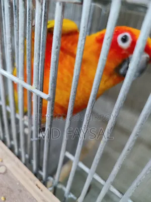 Sun Conure Bird