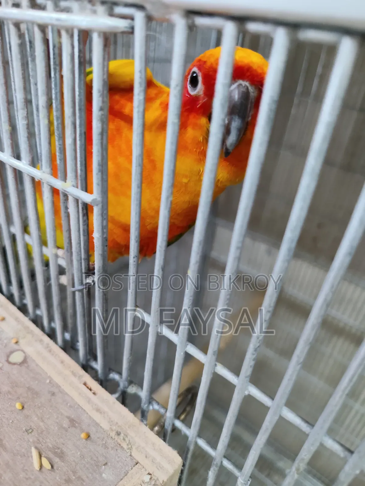 Sun Conure Bird