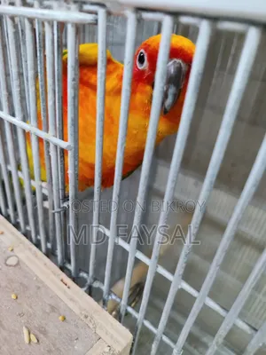 Sun Conure Bird