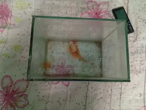 Fish Aquarium