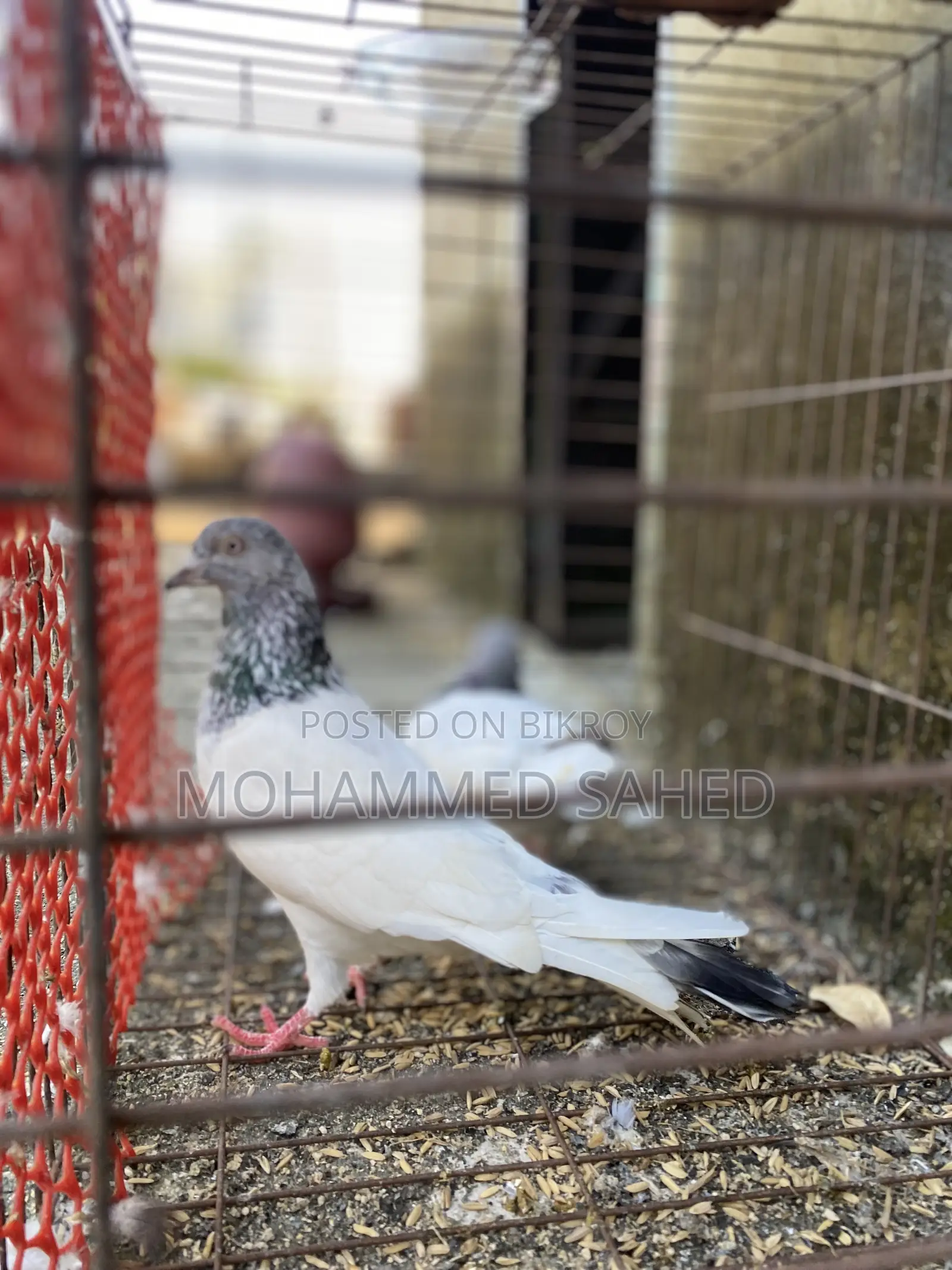 Pigeon ।কবুতর