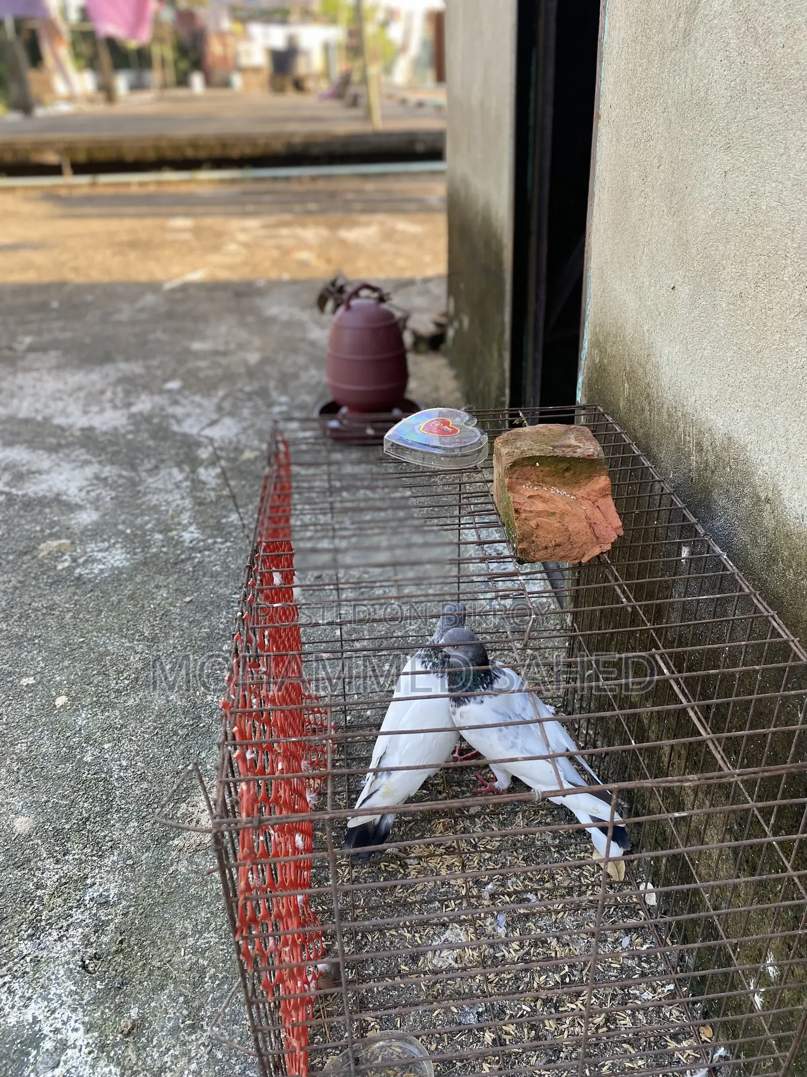 Pigeon ।কবুতর