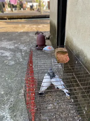 কবুতর ।Pigeon
