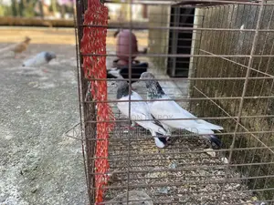 Pigeon ।কবুতর