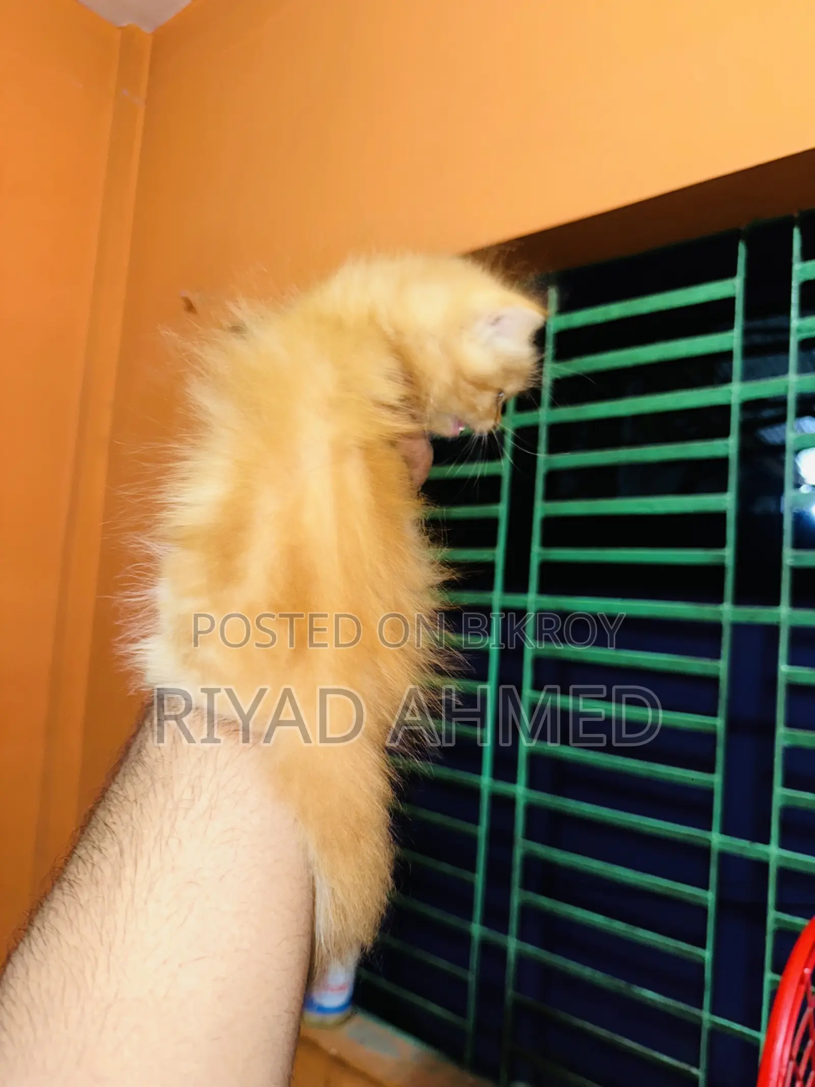 ১-৩ মাস বয়সী খাঁটি পার্সিয়ান মাদি