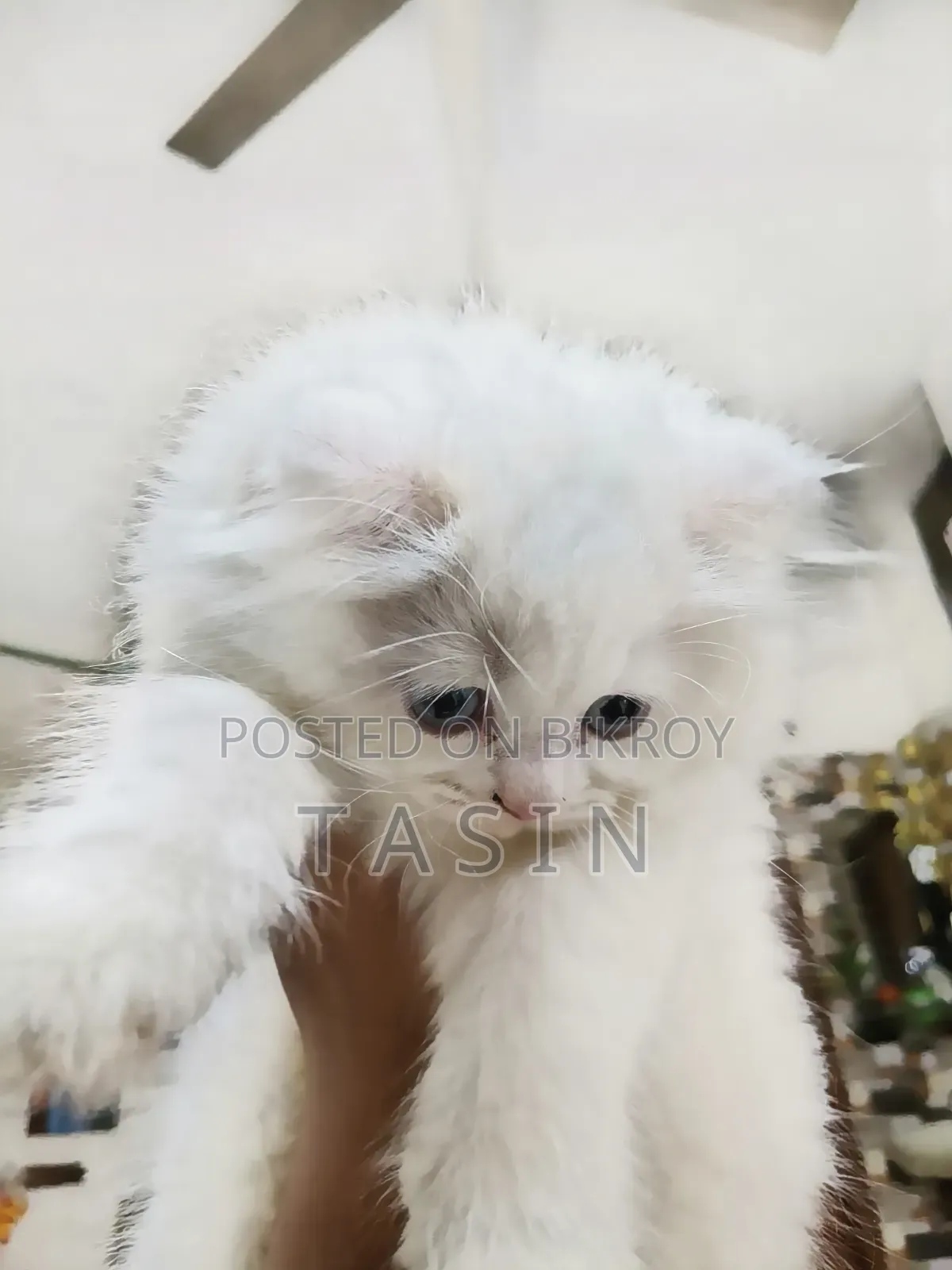 1-3 months Female Purebred Persian
