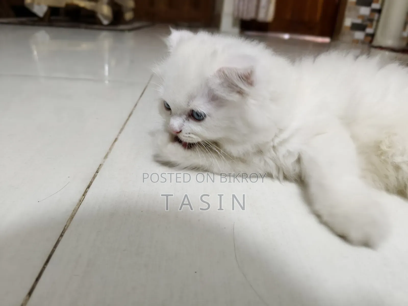 1-3 months Female Purebred Persian