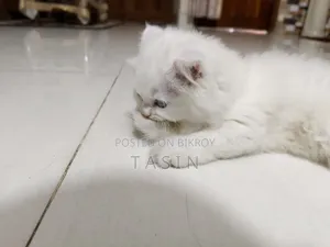 1-3 months Female Purebred Persian