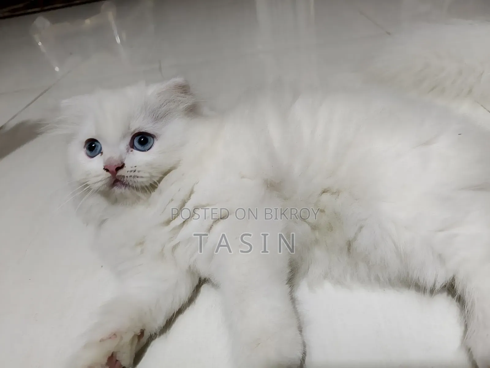 1-3 months Female Purebred Persian