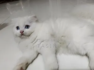 1-3 months Female Purebred Persian